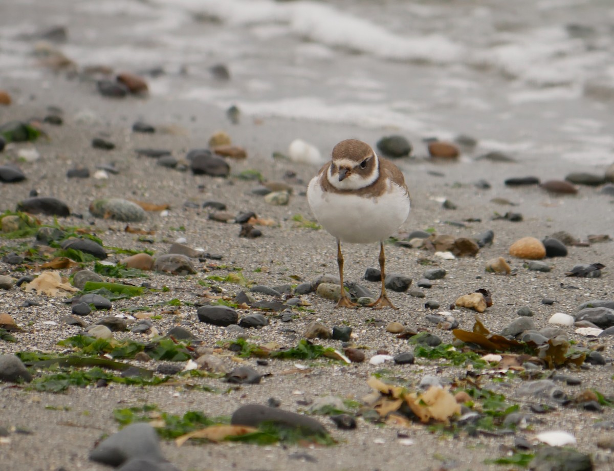 Semipalmated Plover - ML132928211
