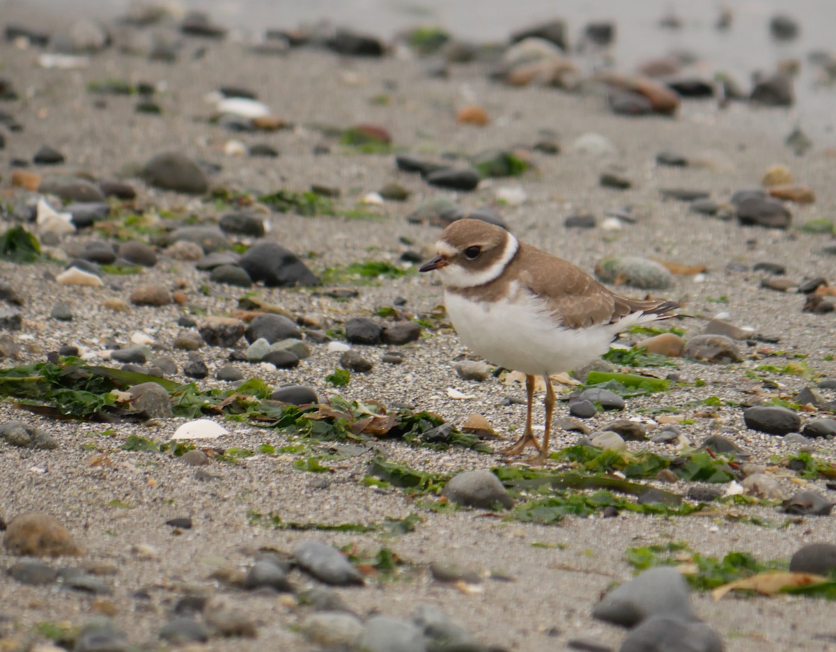 Semipalmated Plover - ML132928261