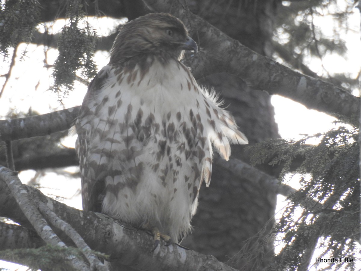 Red-tailed Hawk - ML132929271