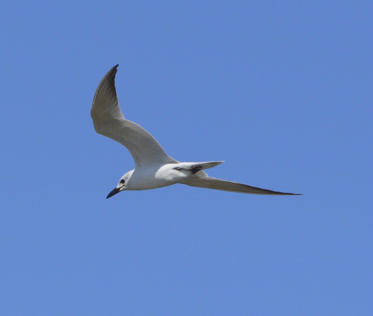 Gull-billed Tern - ML132932571