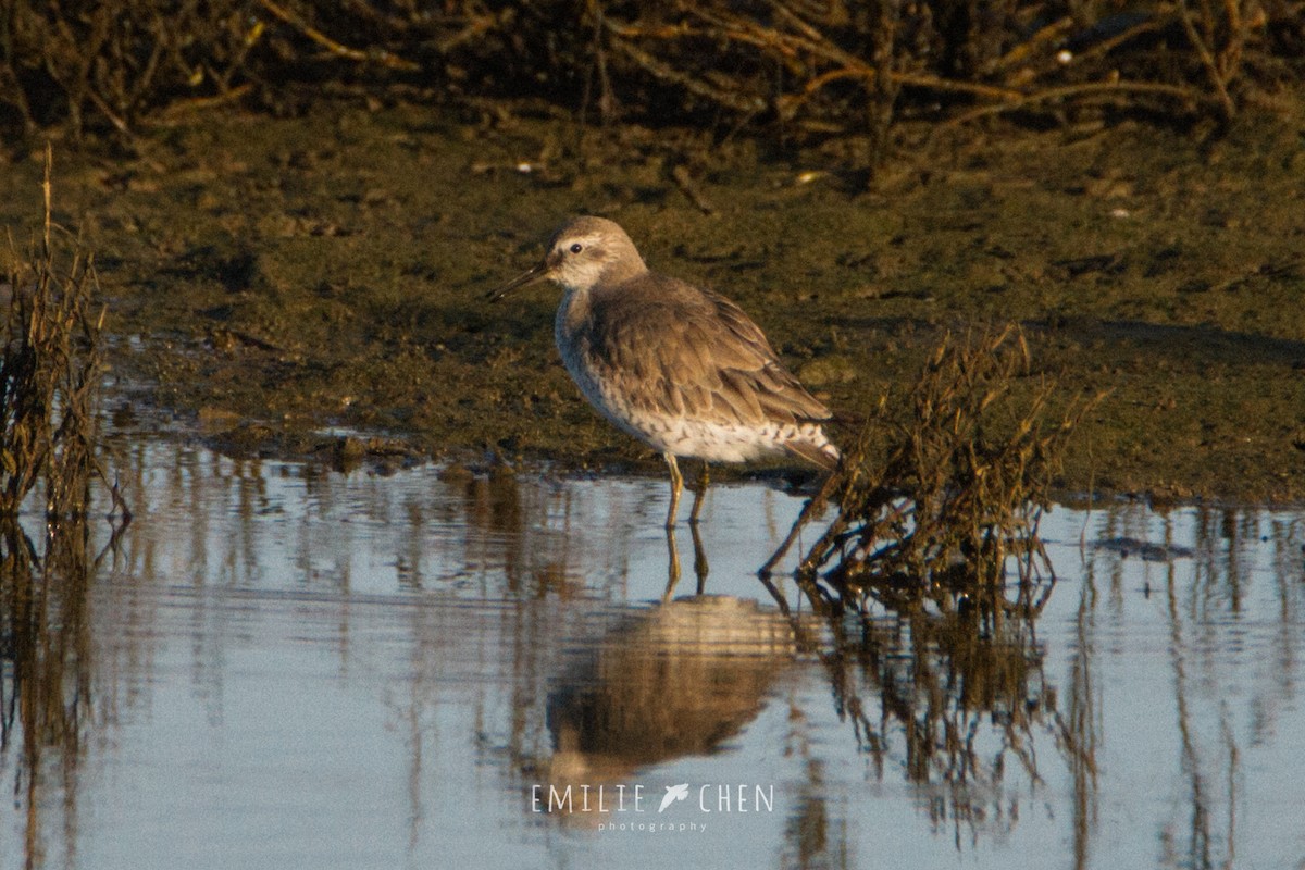 Red Knot - ML132934071