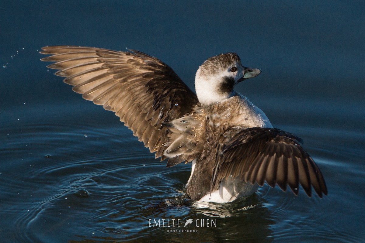 Long-tailed Duck - ML132938471