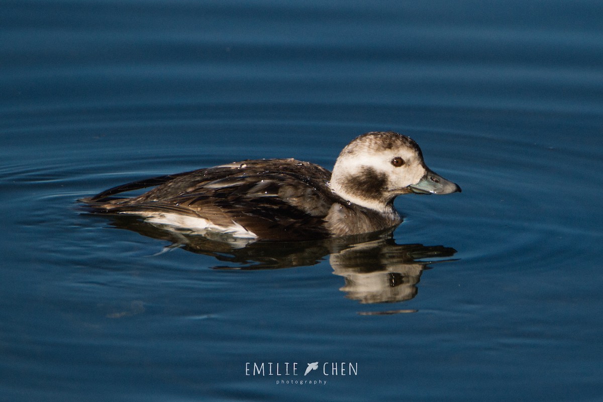 Long-tailed Duck - ML132938731