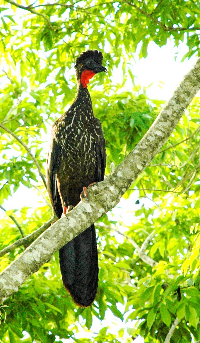 Crested Guan - ML132941731