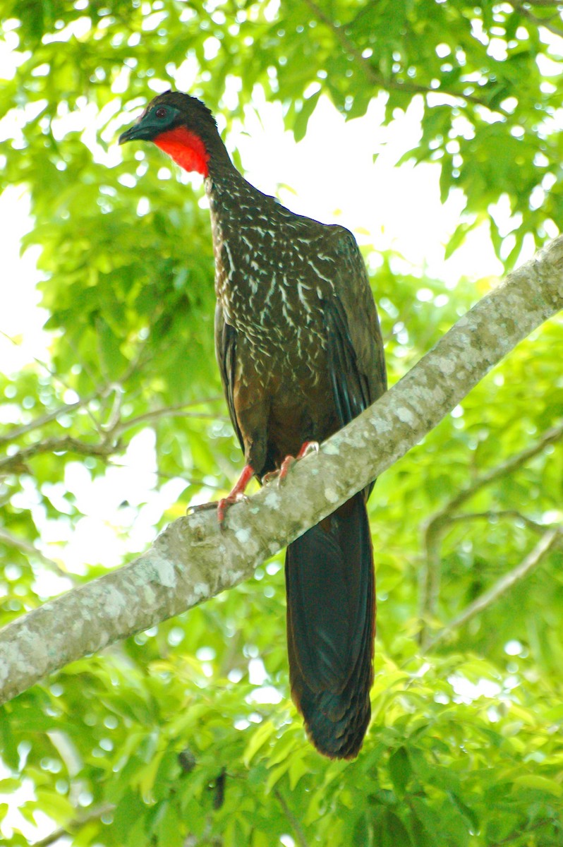 Crested Guan - ML132941811