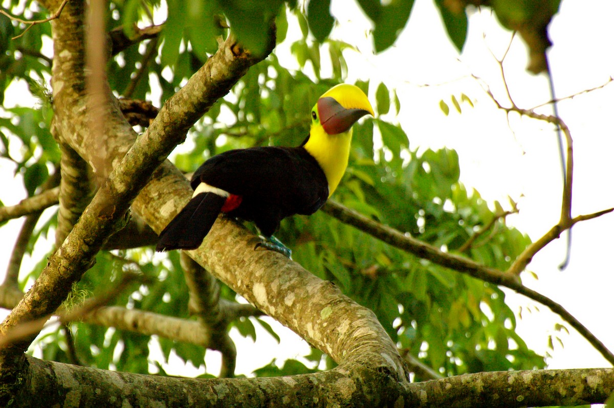 Yellow-throated Toucan (Chestnut-mandibled) - ML132942911