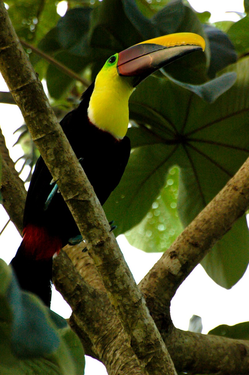 Yellow-throated Toucan (Chestnut-mandibled) - ML132943041