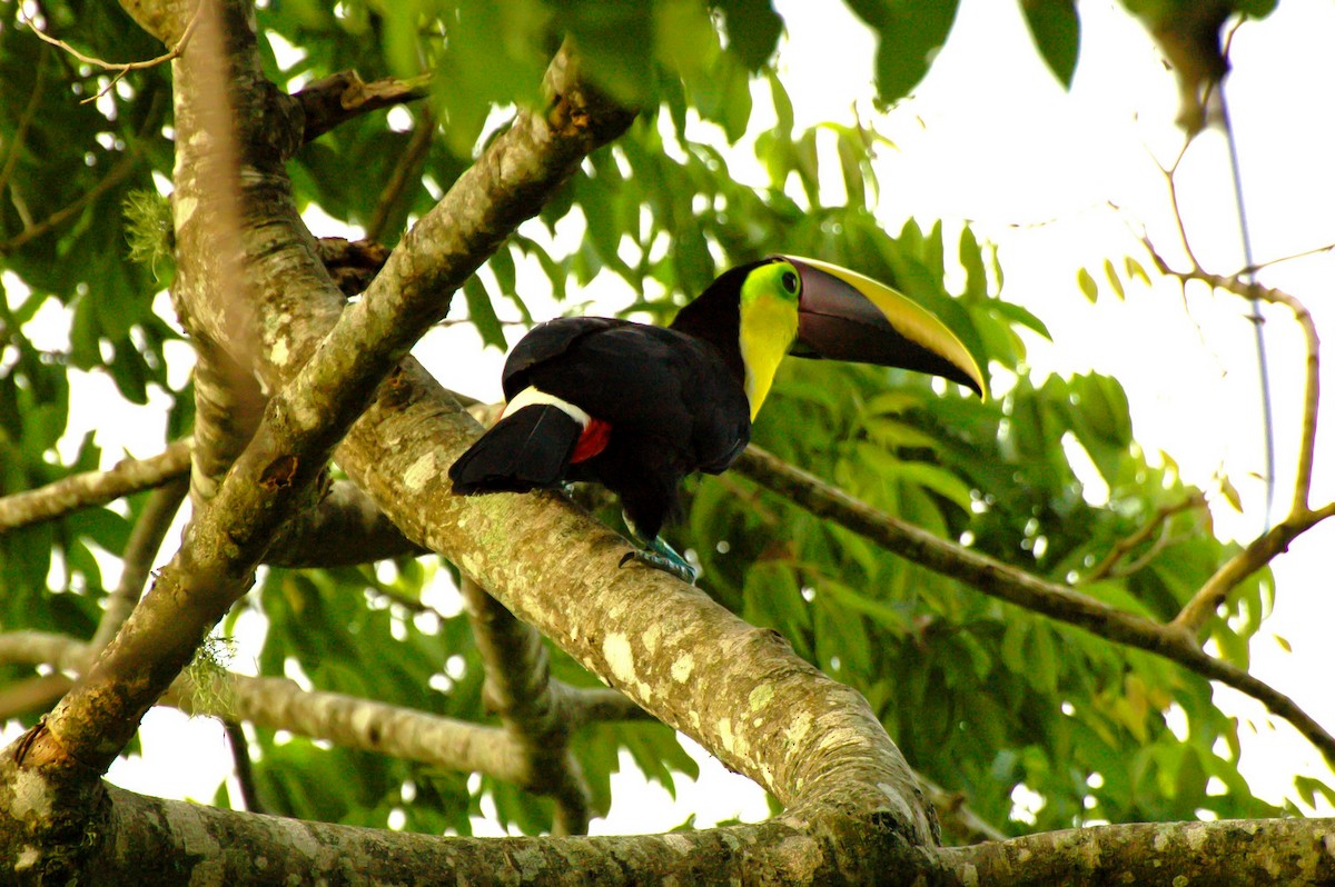 Yellow-throated Toucan (Chestnut-mandibled) - ML132943091