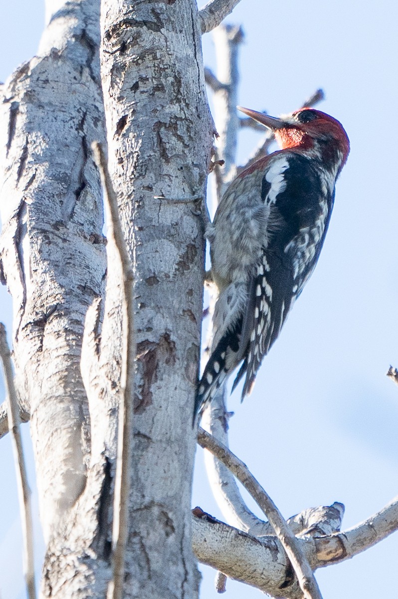 Red-breasted Sapsucker - ML132943111