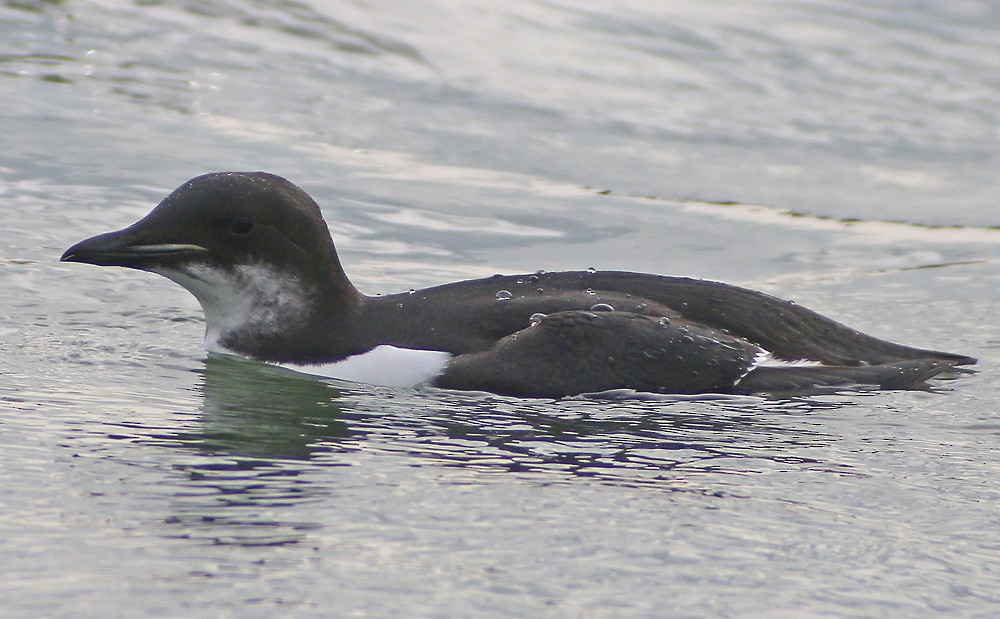 Thick-billed Murre - ML132949491