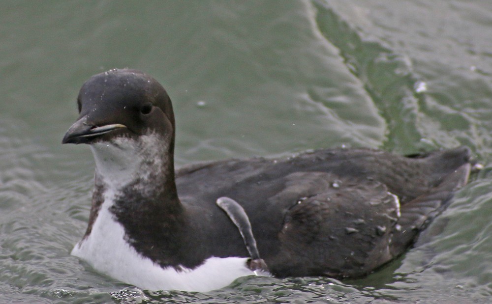 Thick-billed Murre - ML132949511