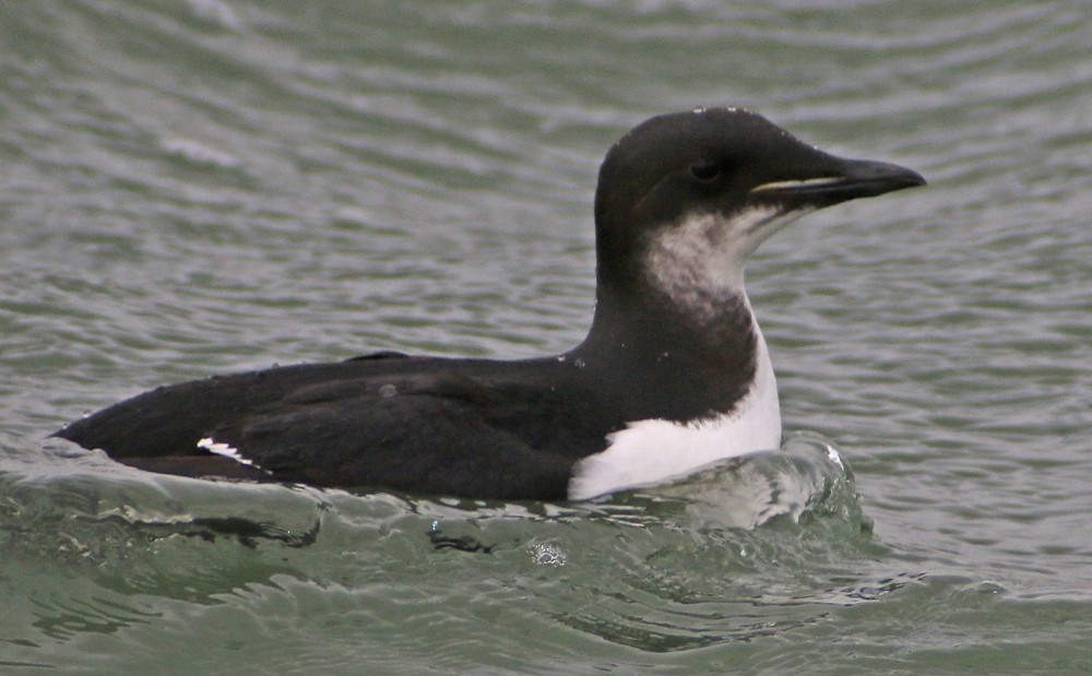 Thick-billed Murre - ML132949521