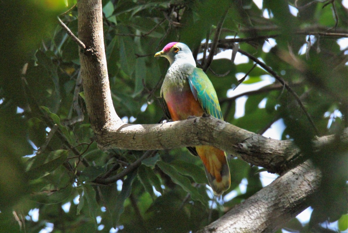 Rose-crowned Fruit-Dove - ML132953051