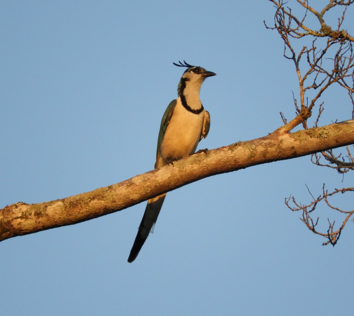 White-throated Magpie-Jay - ML132956921
