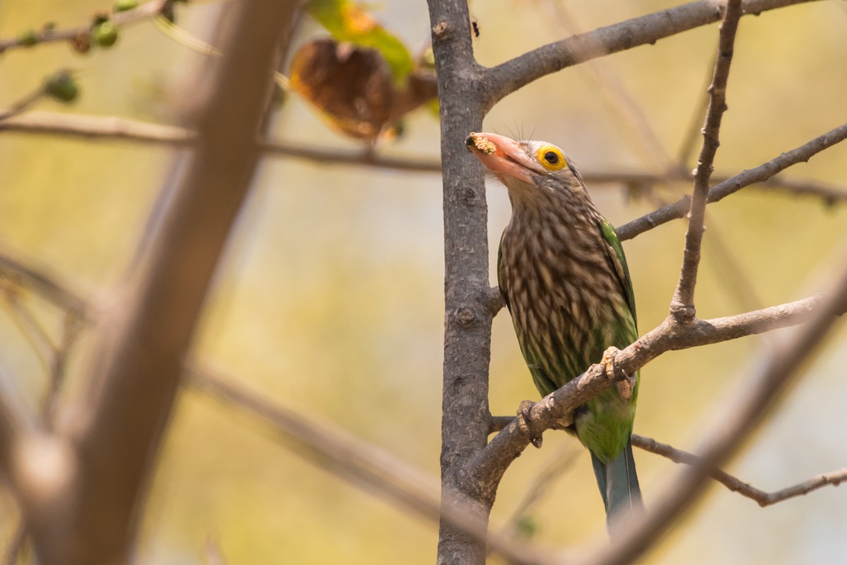 Lineated Barbet - ML132957021