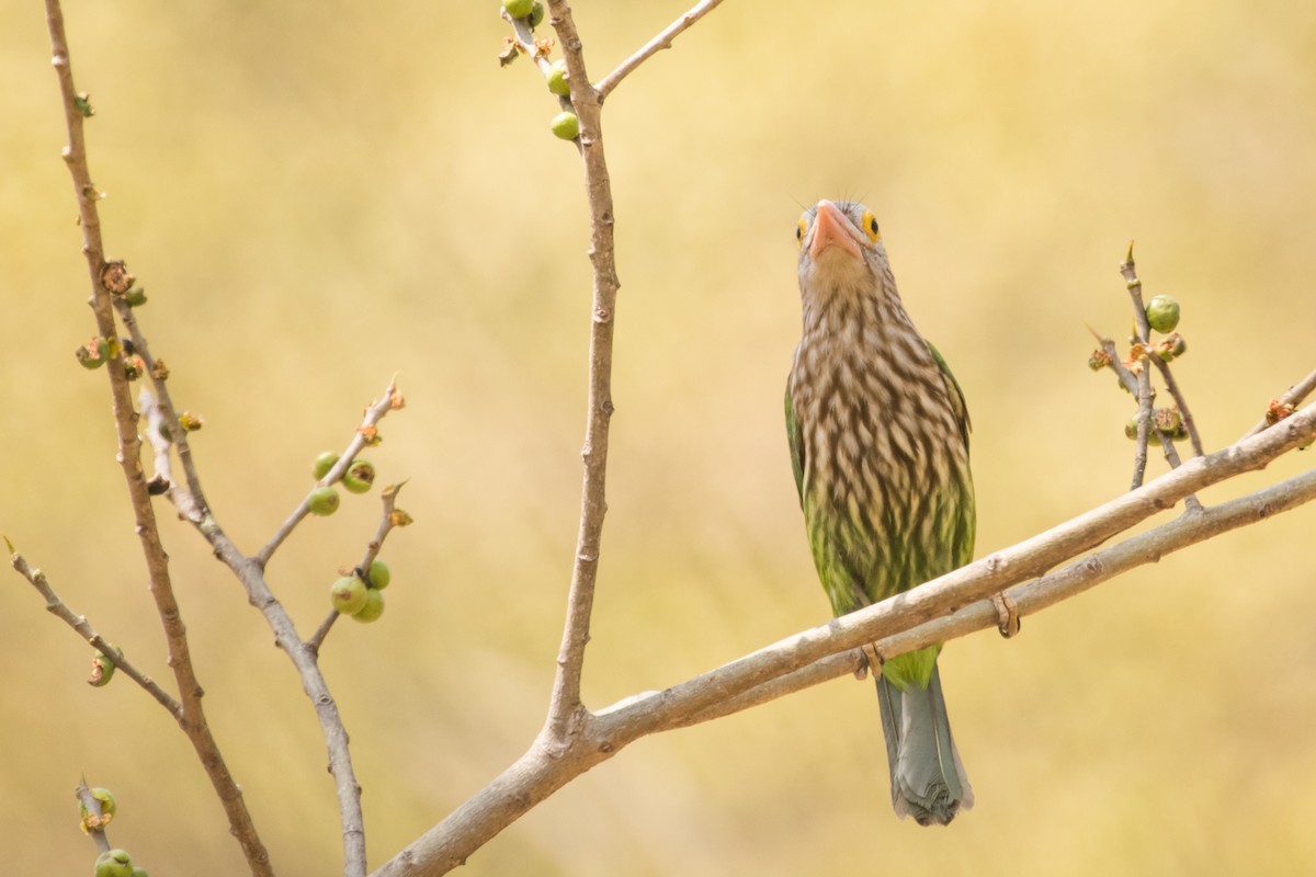Lineated Barbet - ML132957111