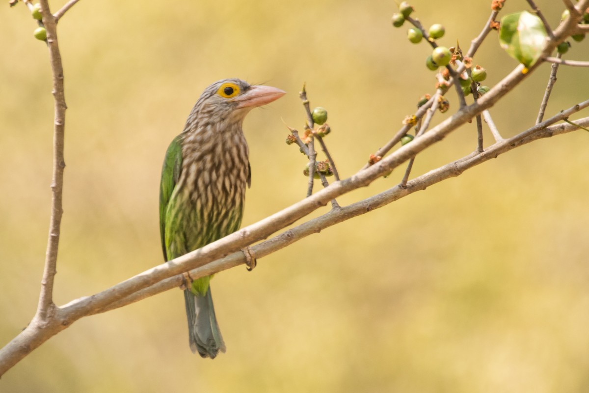 Lineated Barbet - ML132957191