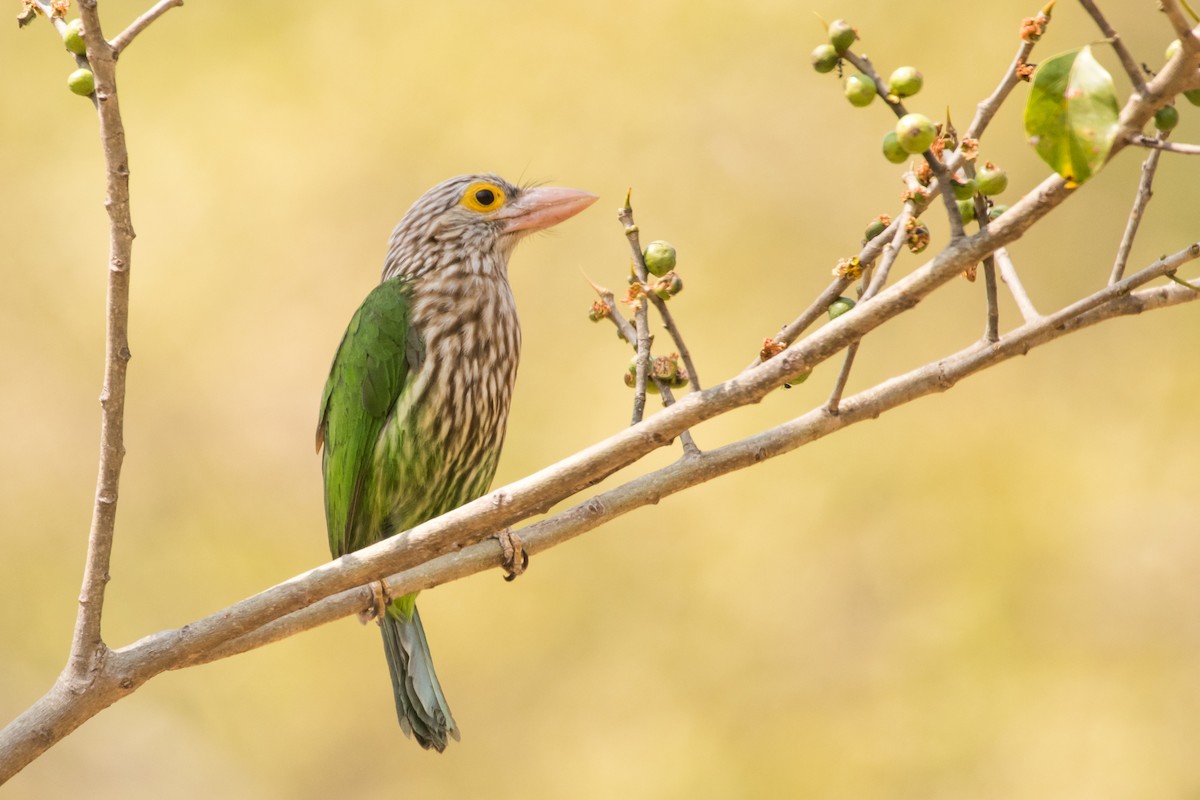 Lineated Barbet - ML132957201
