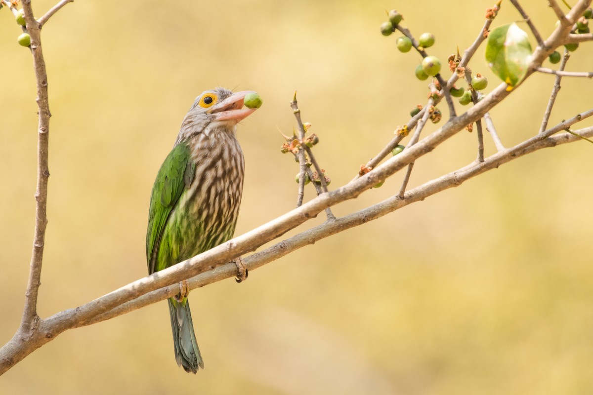 Lineated Barbet - ML132957211
