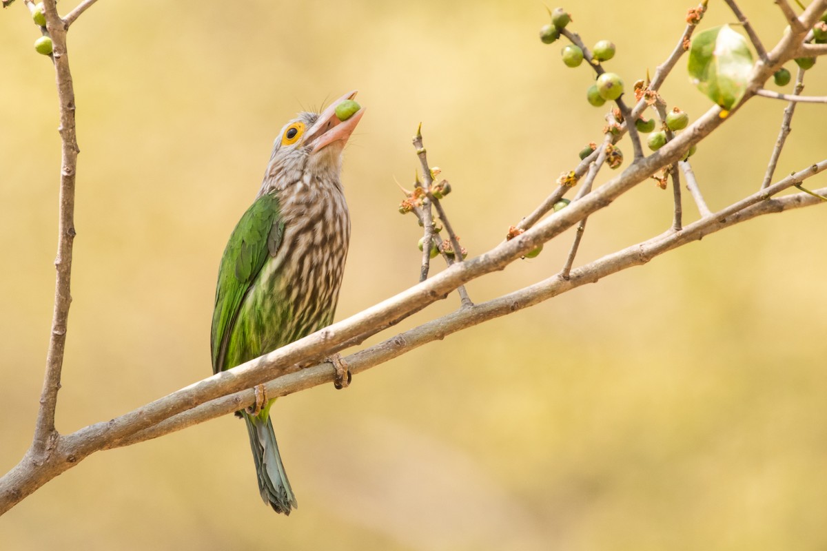 Lineated Barbet - ML132957221