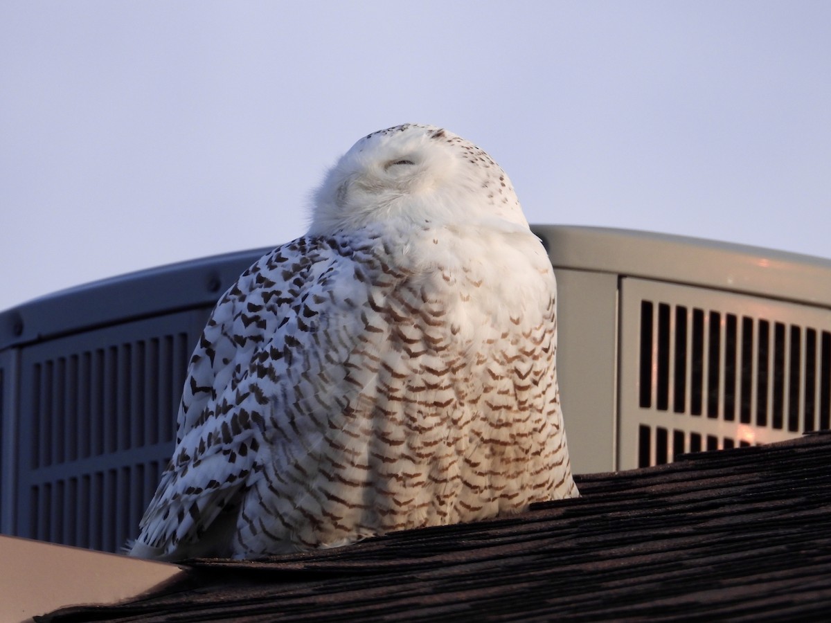 Snowy Owl - ML132957821