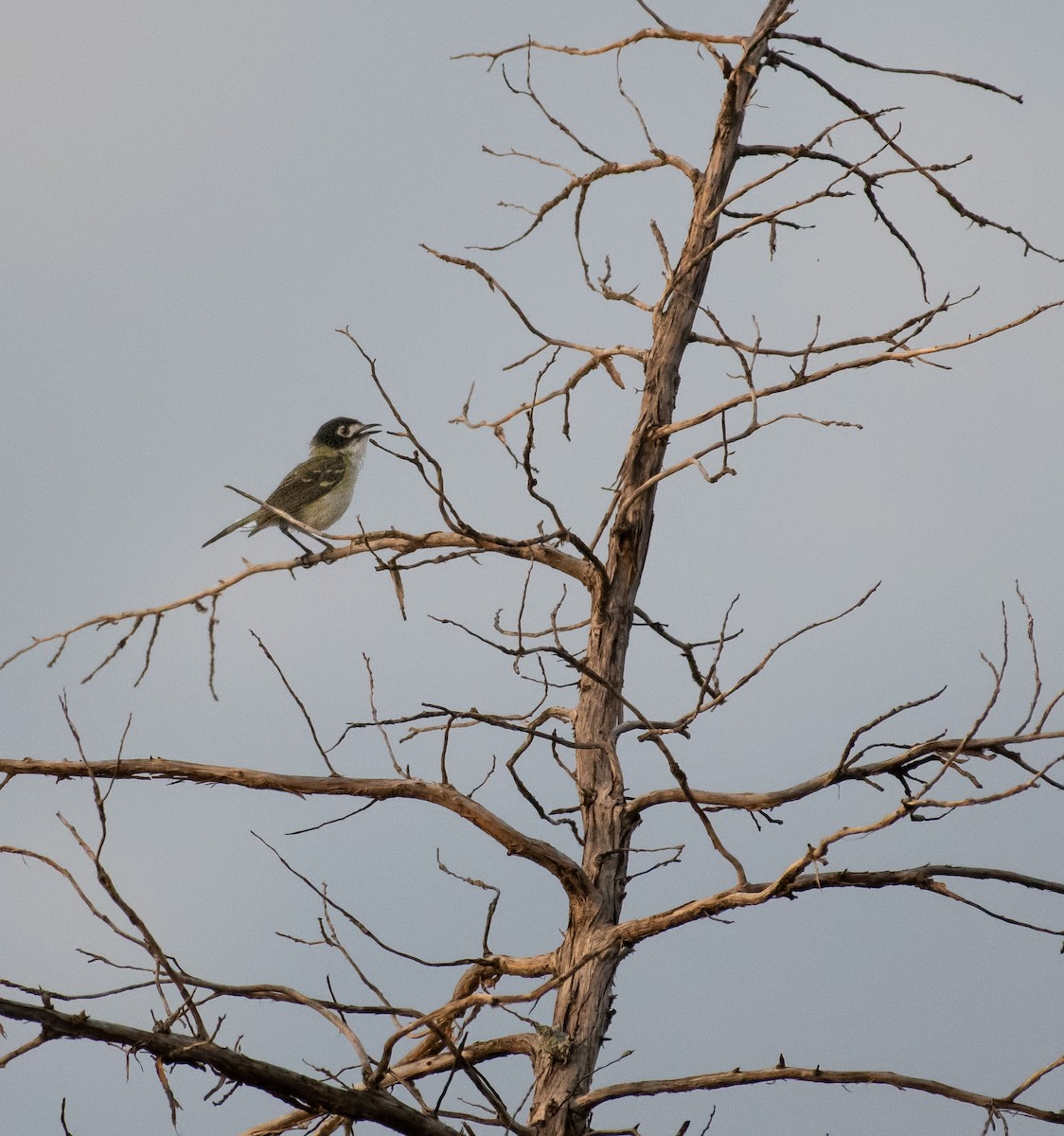 Black-capped Vireo - Chase Moxley