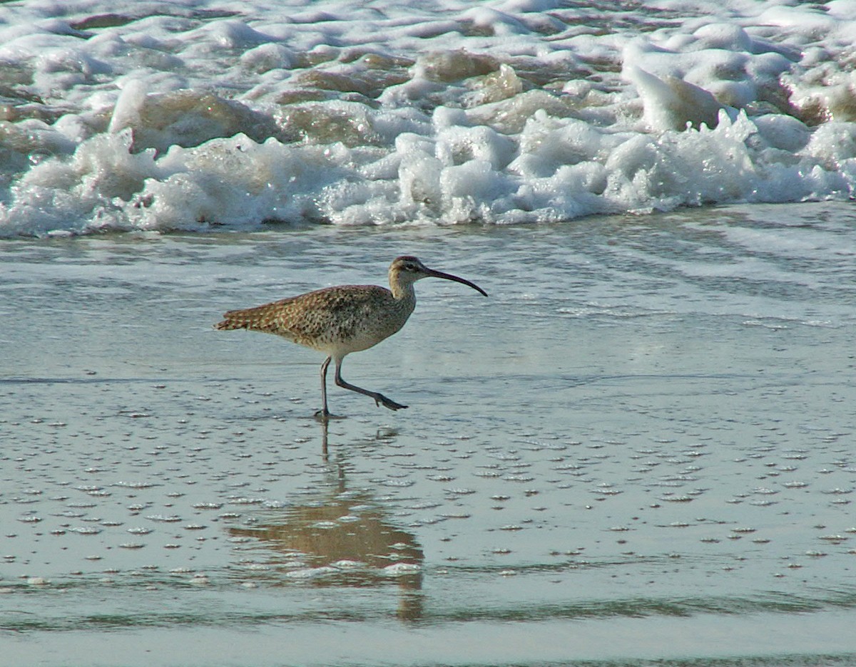 Whimbrel - Larry Versaw