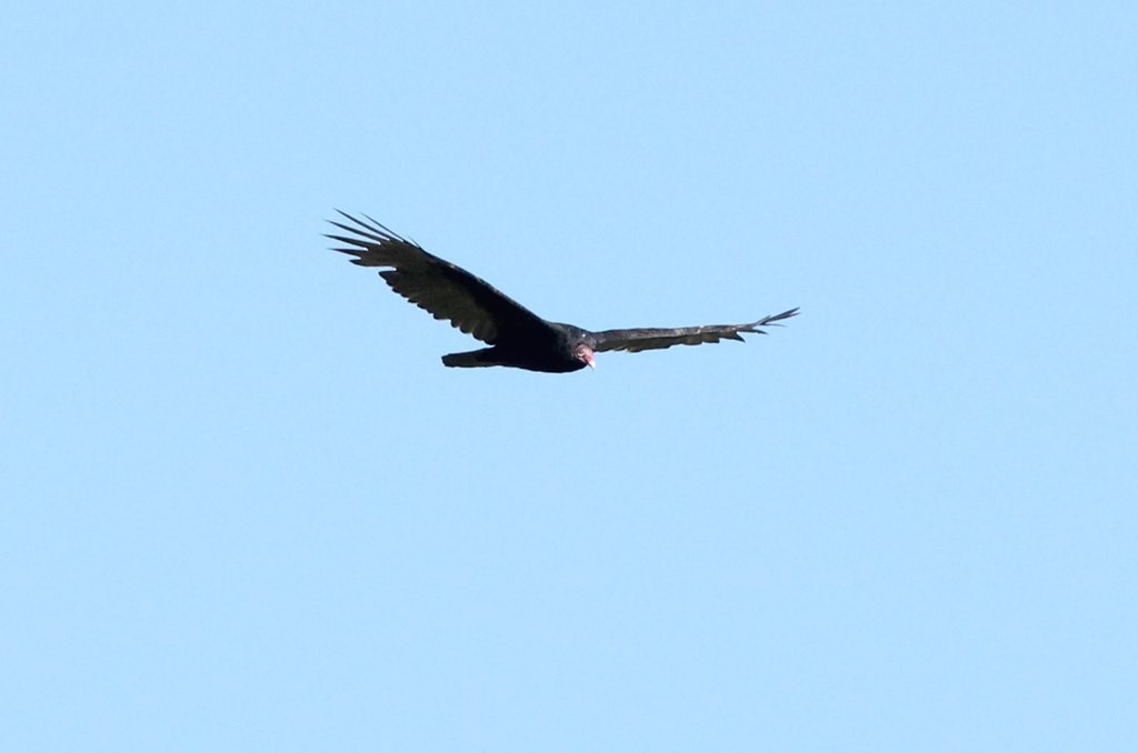Turkey Vulture - Glen Chapman
