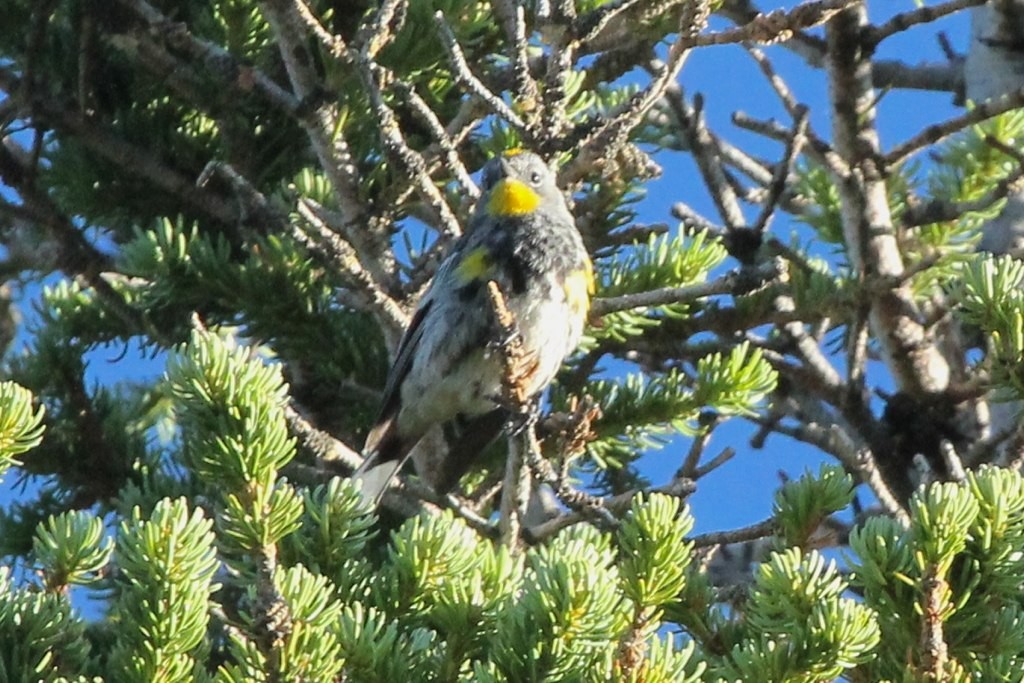 Yellow-rumped Warbler (Audubon's) - Glen Chapman