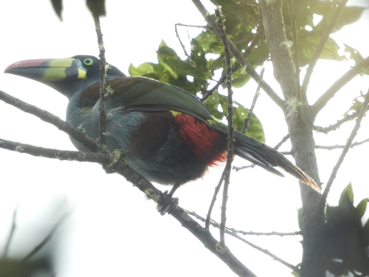Gray-breasted Mountain-Toucan - ML132963231