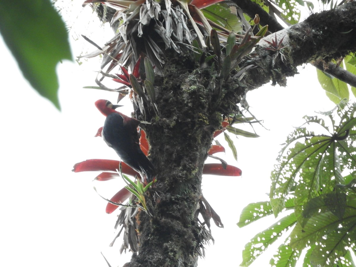 Crimson-bellied Woodpecker - ML132963421