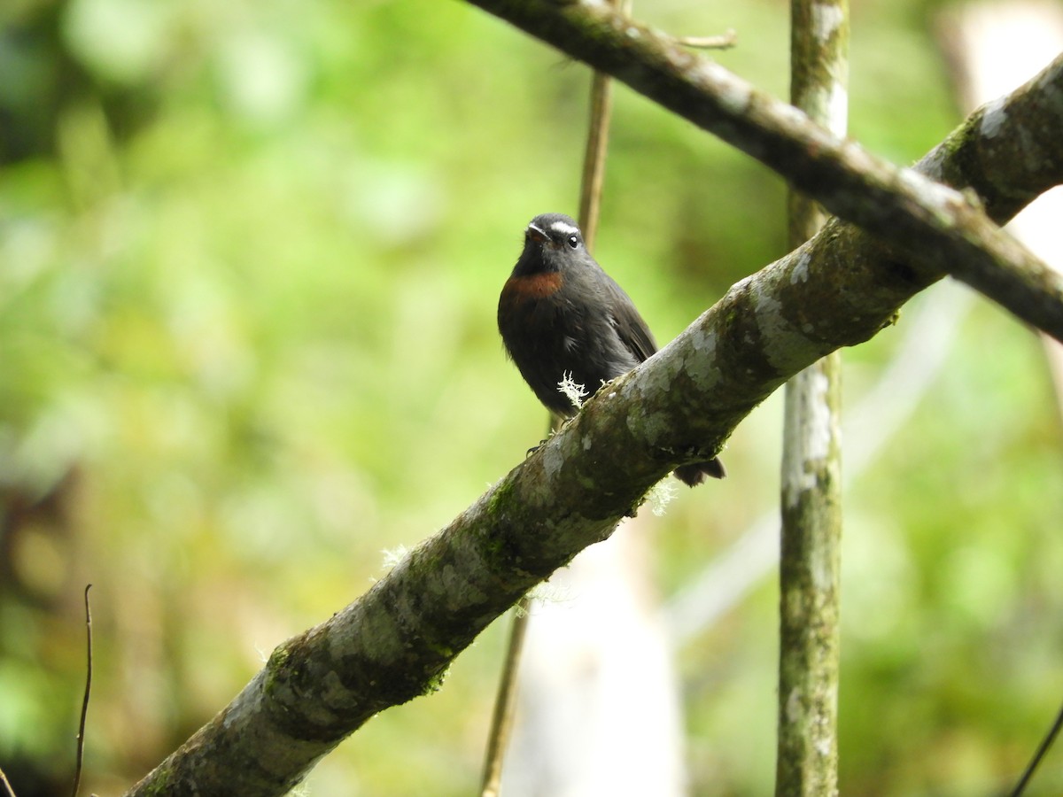 Maroon-belted Chat-Tyrant - ML132963461