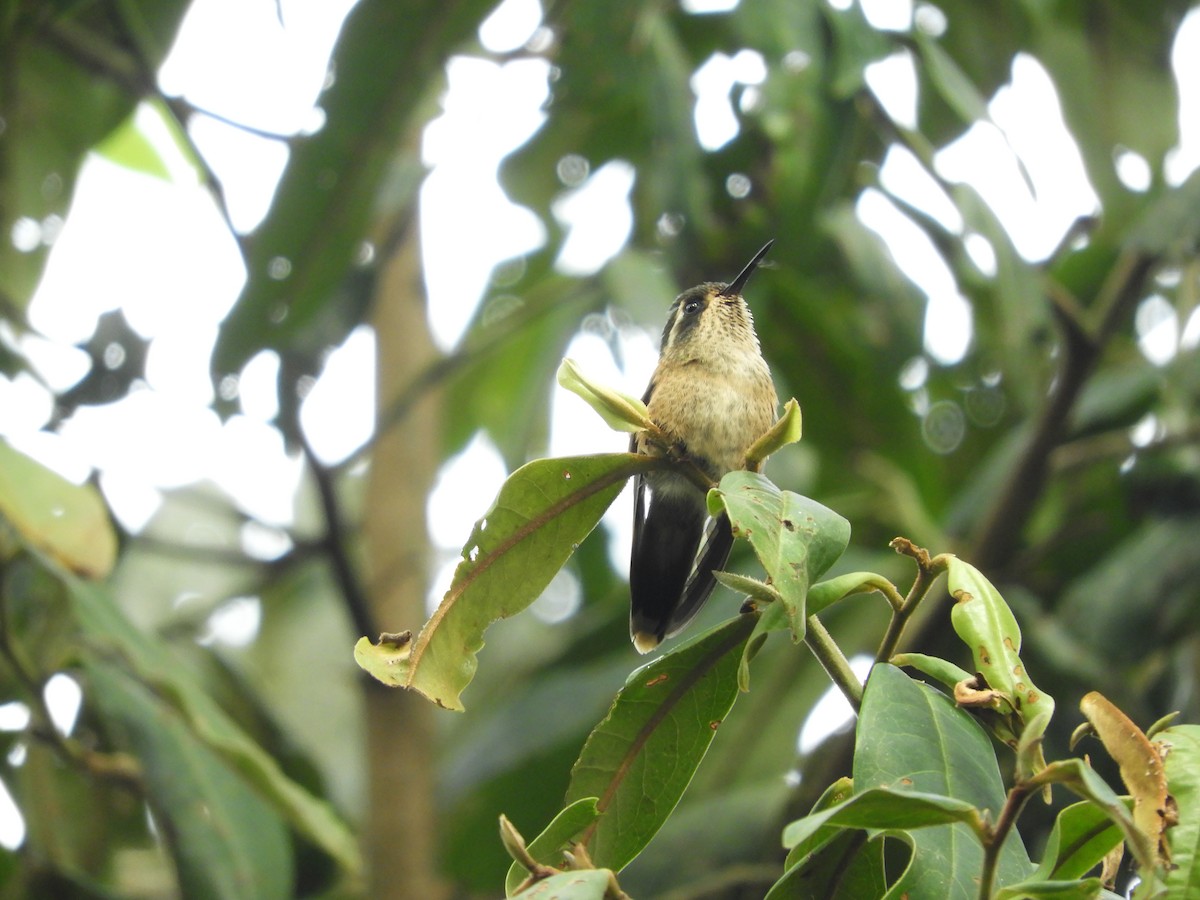Speckled Hummingbird - ML132963711