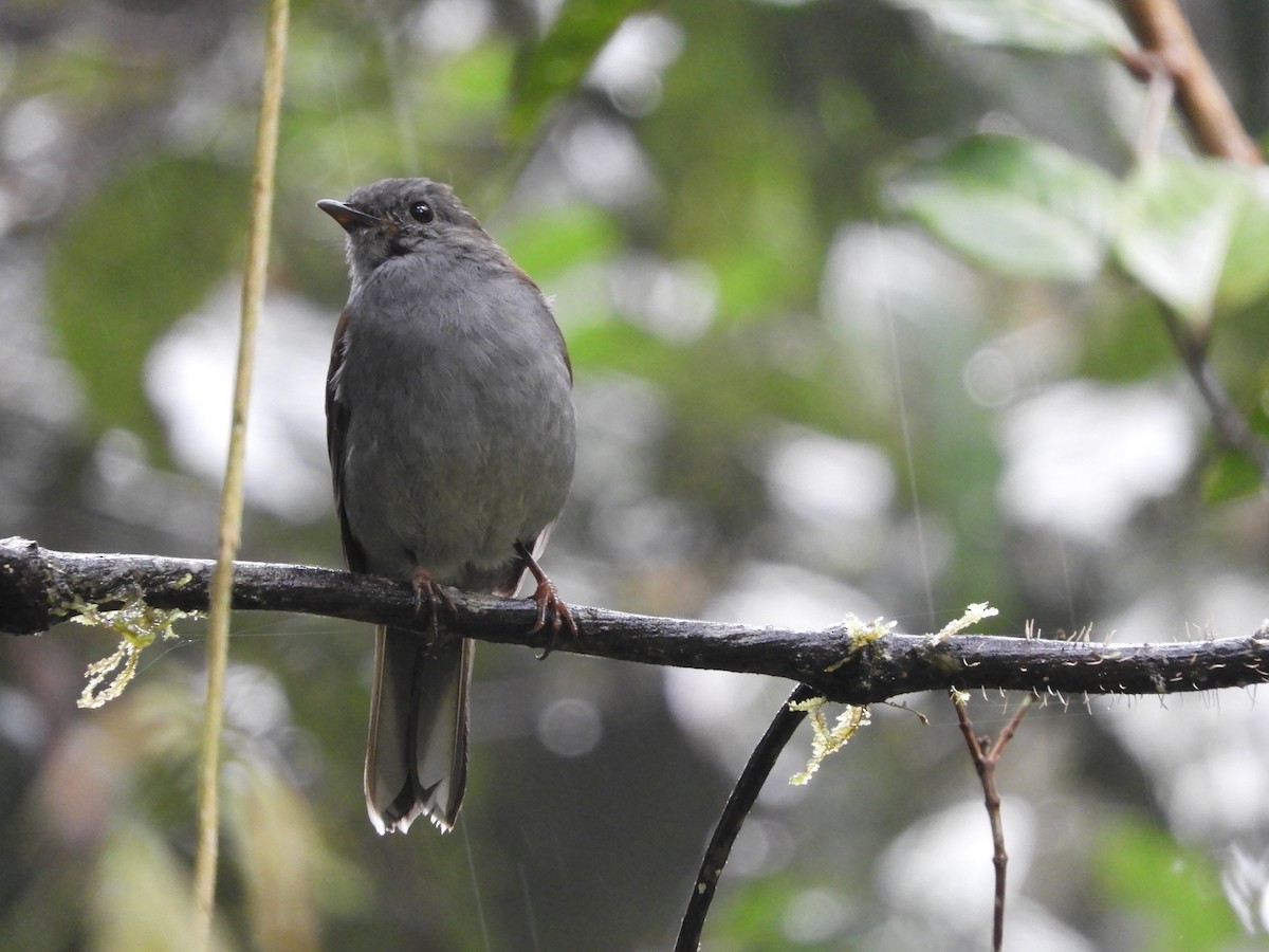 Andean Solitaire - ML132964071