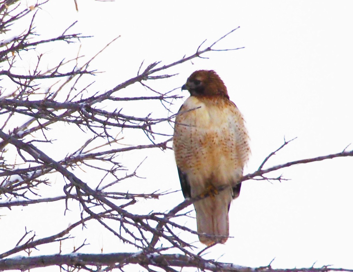Red-tailed Hawk - Phil Thorpe