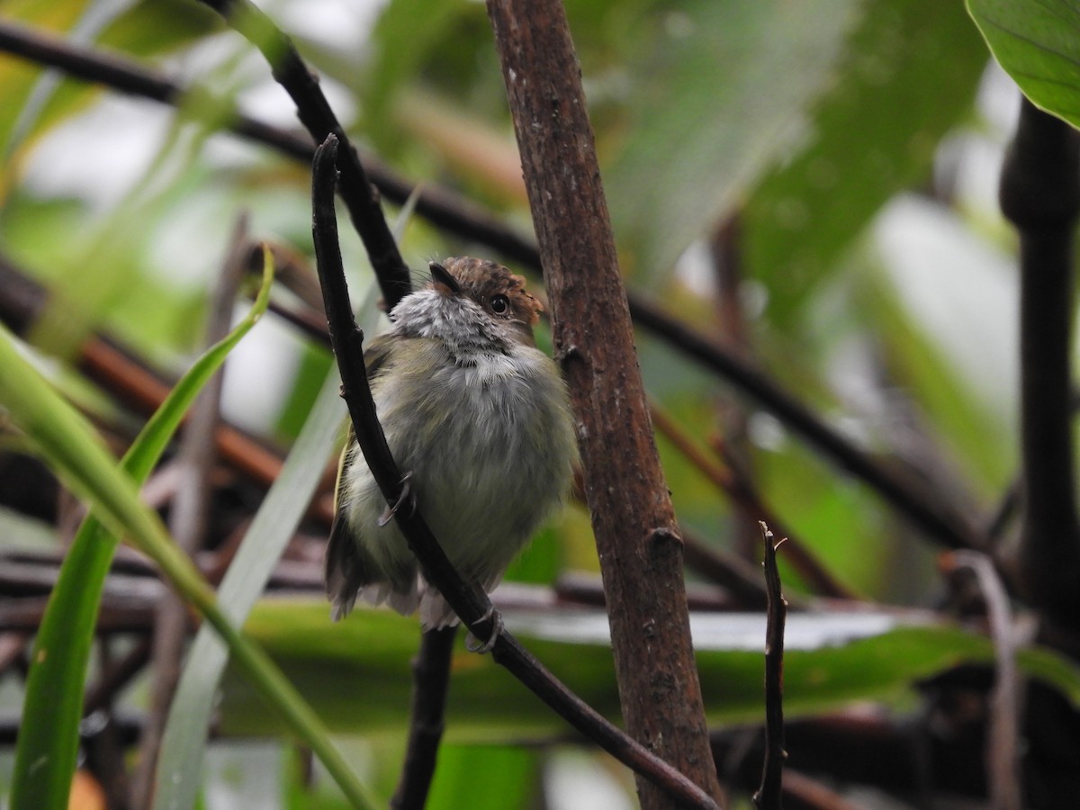 Scale-crested Pygmy-Tyrant - ML132965271