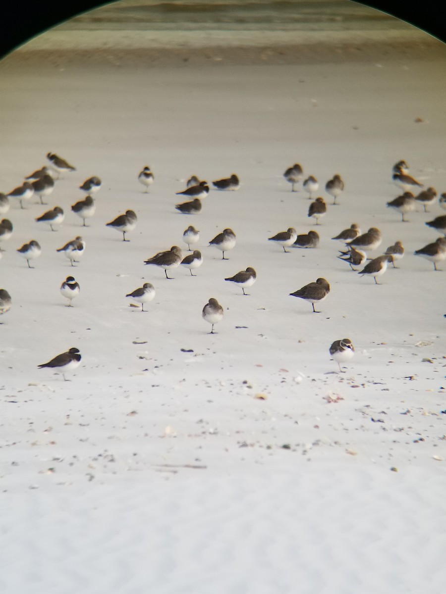 Semipalmated Plover - ML132969411
