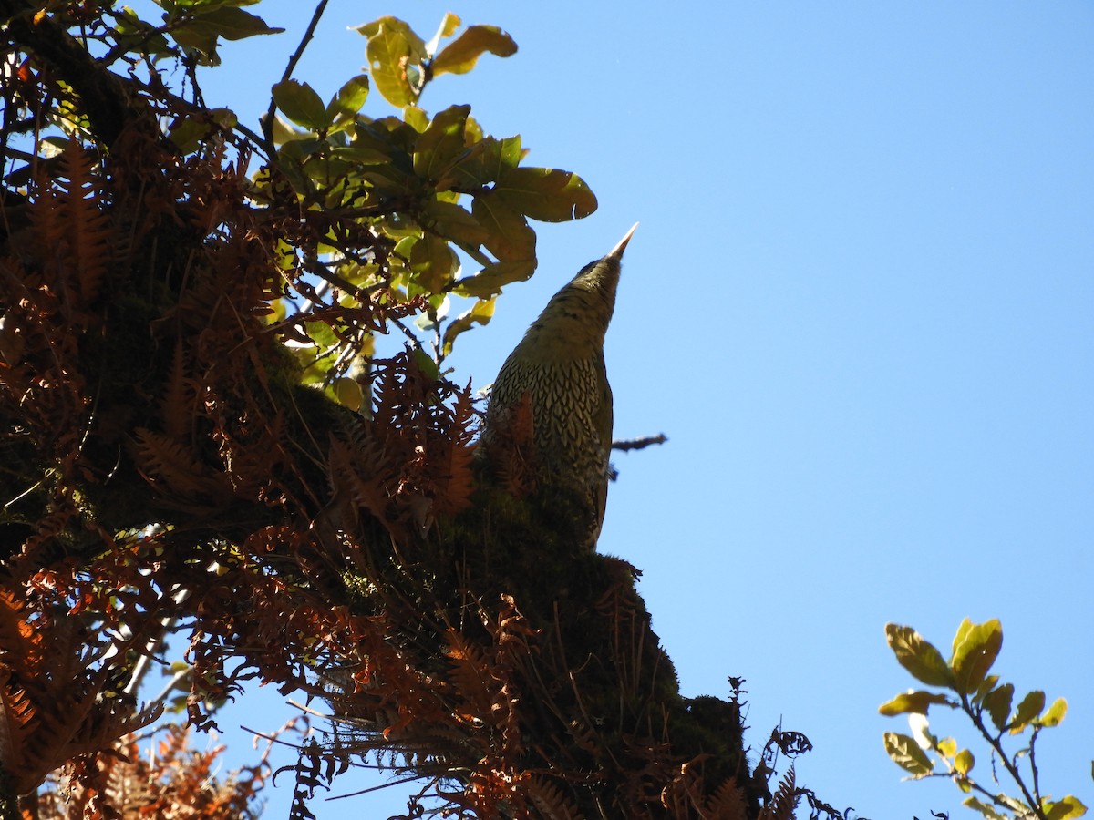 Scaly-bellied Woodpecker - Agnish   Kumar Das