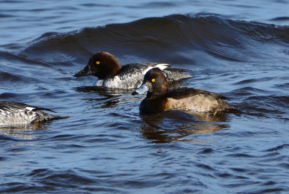 Tufted Duck - ML132975861