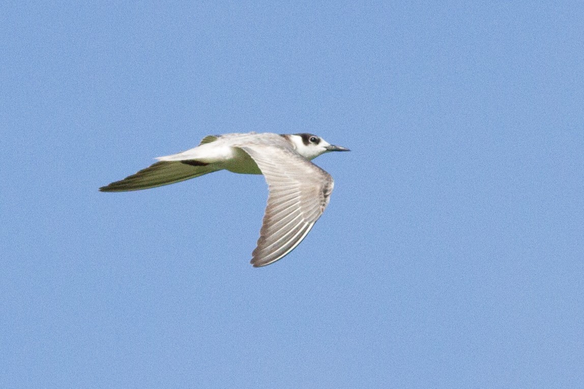 White-winged Tern - Henry Fandel