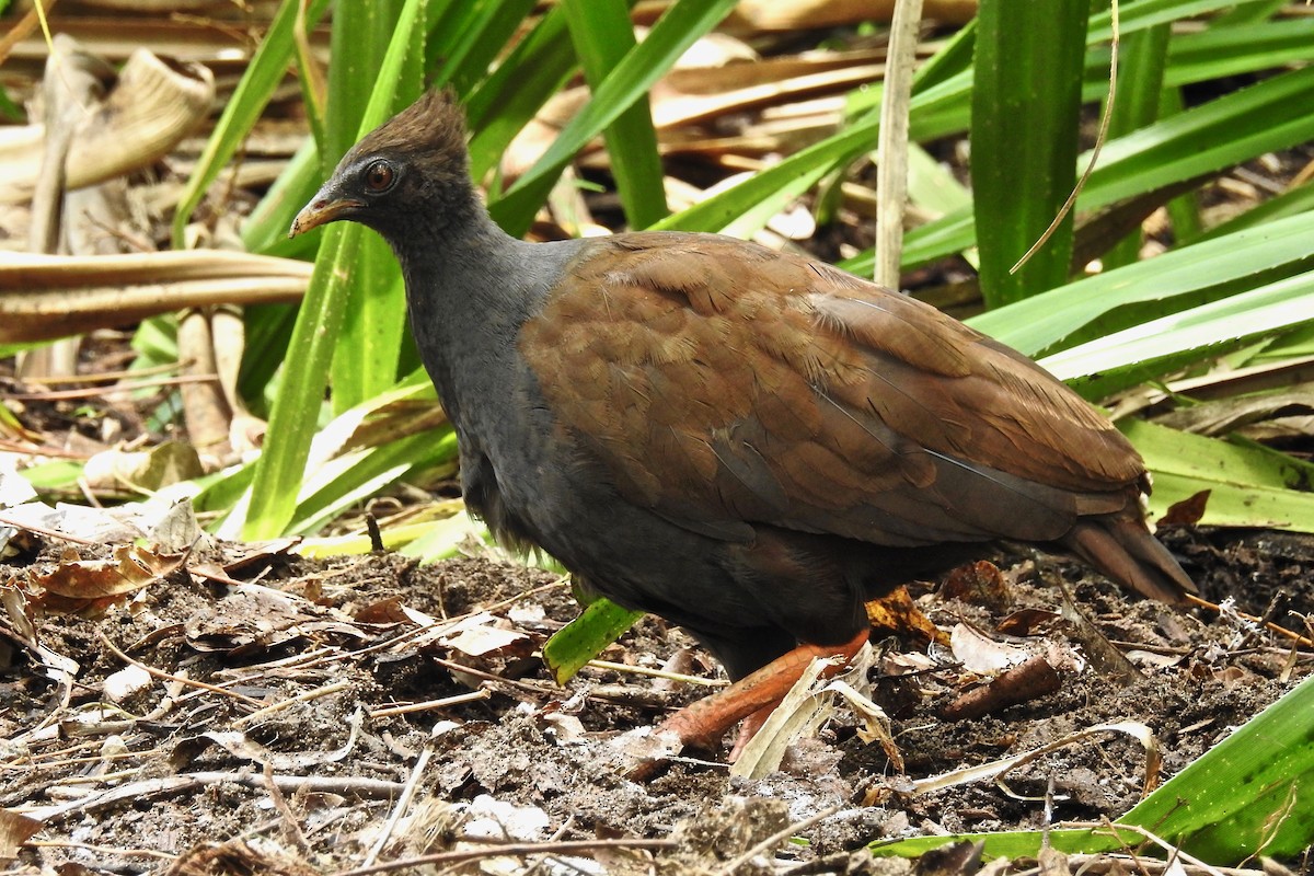Orange-footed Megapode - Michael Daley
