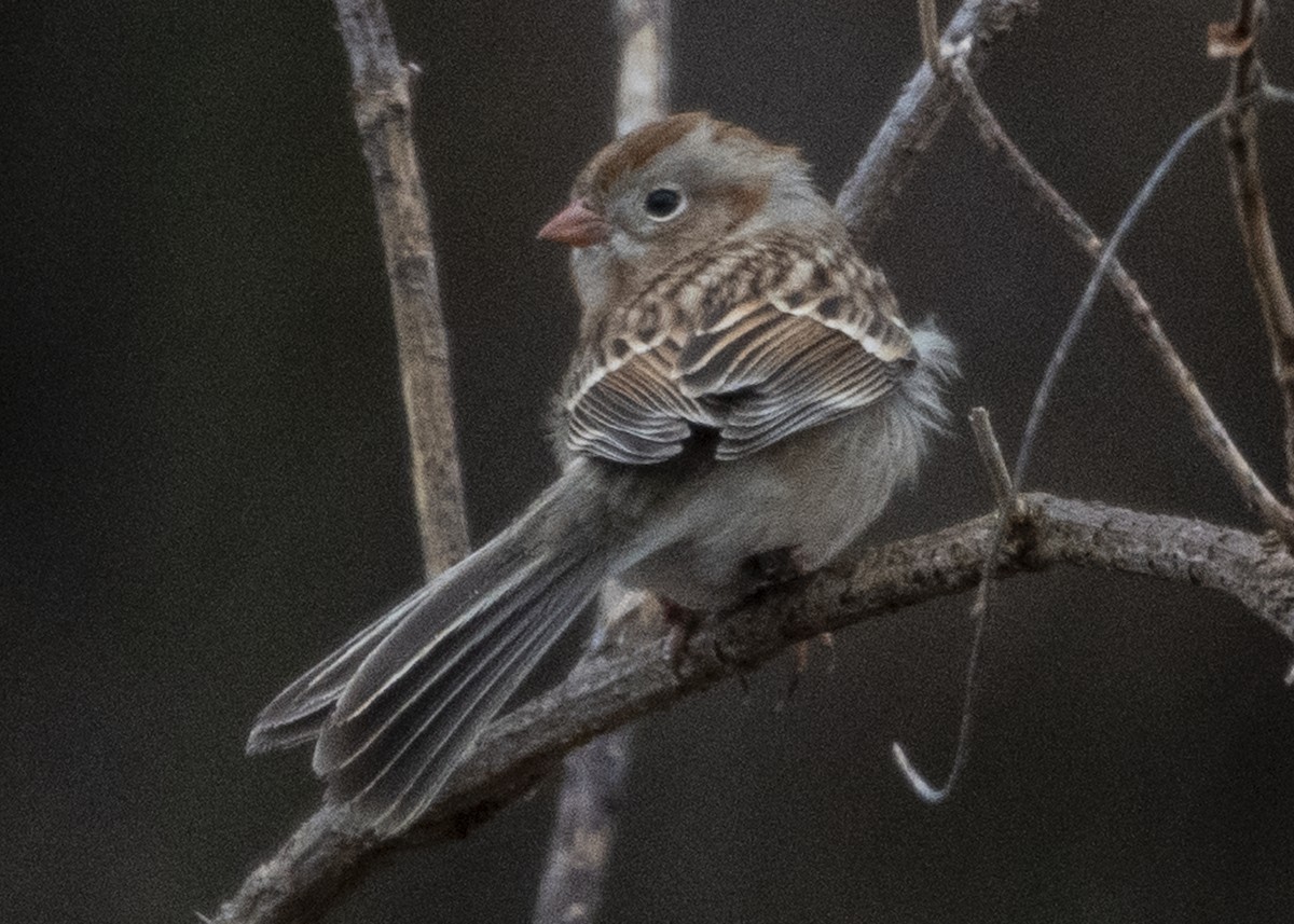 Field Sparrow - Michael Linz