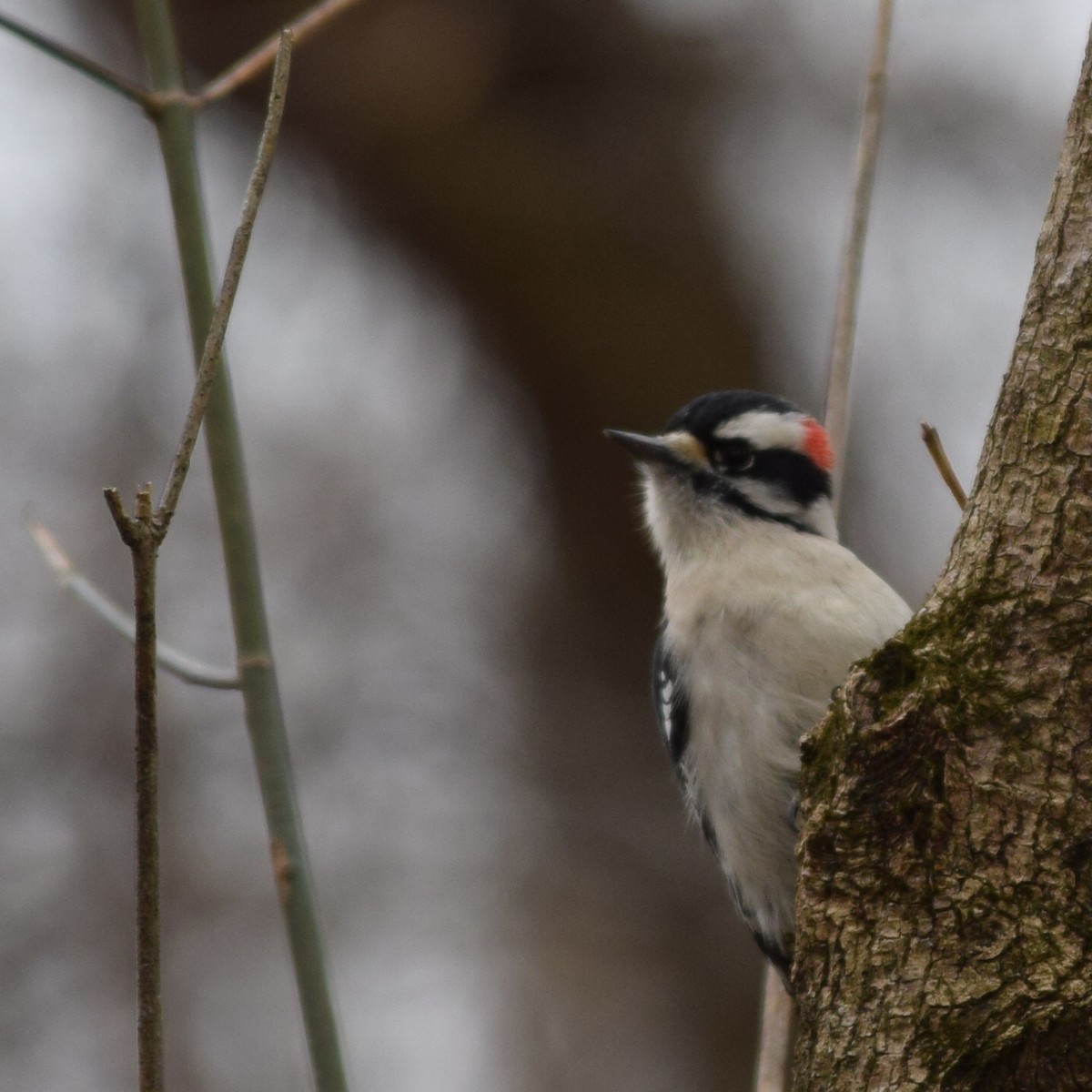 Downy Woodpecker - Austin Broadwater