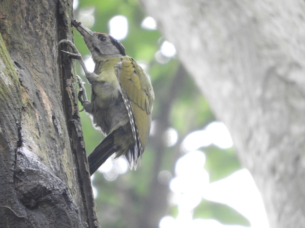 Gray-headed Woodpecker - Agnish   Kumar Das