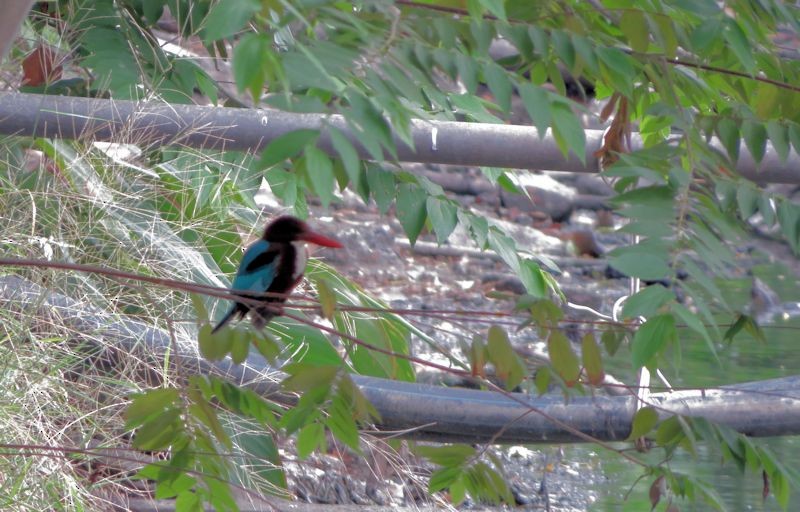 White-throated Kingfisher - Brian Stone