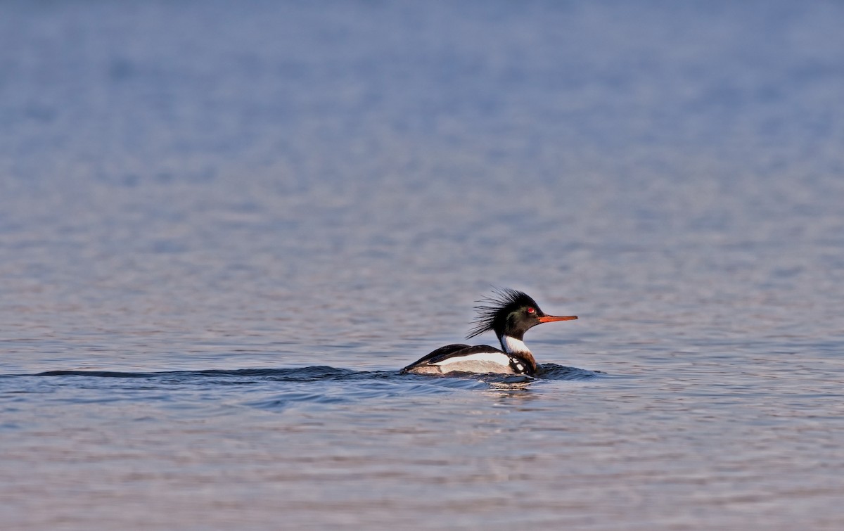 Red-breasted Merganser - Chase Moxley