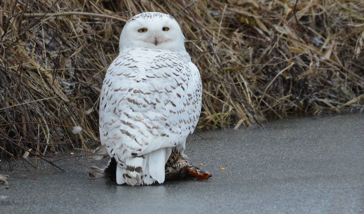 Snowy Owl - ML132984801