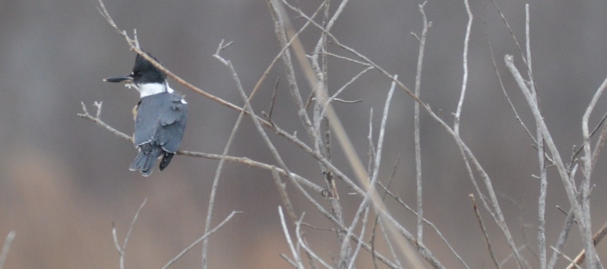 Belted Kingfisher - ML132985141