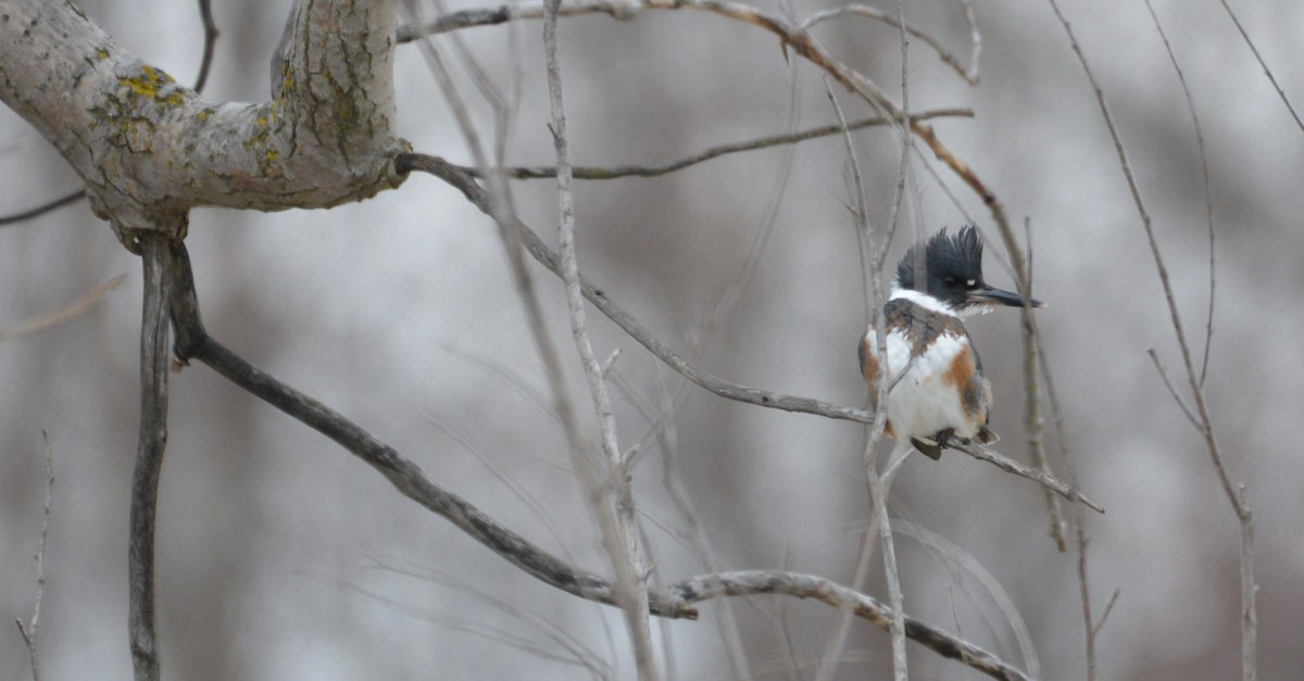 Belted Kingfisher - ML132985171