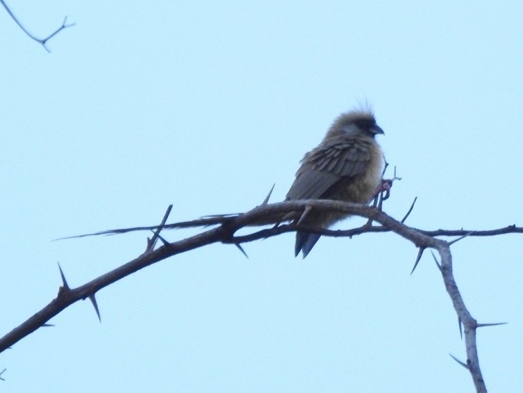 Speckled Mousebird - ML132987281
